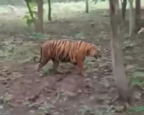 उत्तराखंड से राजगढ़ रेंज में पहुंचा टाइगर